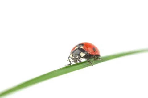 Ladybug on grass Stock Photos