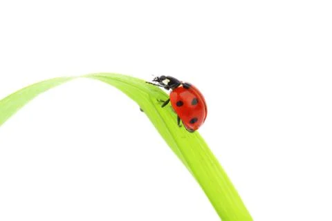 Ladybug on grass Stock Photos