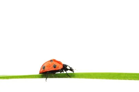 Ladybug on grass Stock Photos