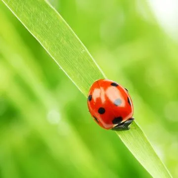 Ladybug on grass Фото
