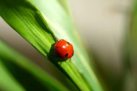 Ladybug on grass Stock Photos