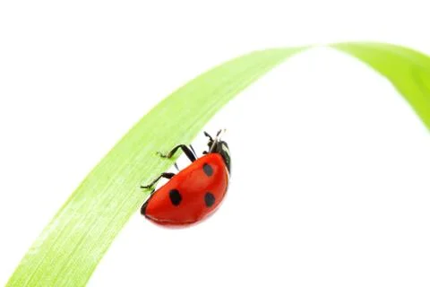 Ladybug on grass Stock Photos