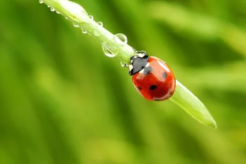 Ladybug on grass Stock Photos