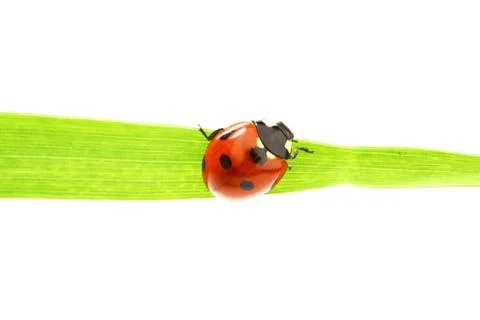 Ladybug on grass Stock Photos