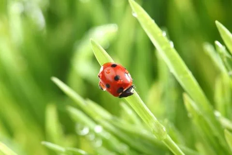 Ladybug on grass Stock Photos