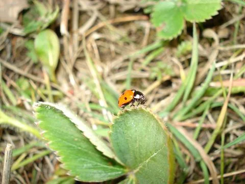 Ladybug on Grass Stock Photos