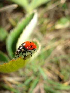 Ladybug on Grass Stock Photos