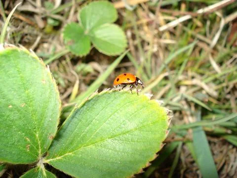 Ladybug on Grass Stock Photos