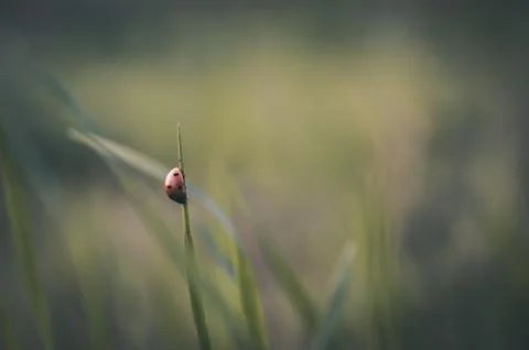 Ladybug in the grass. Stock Photos