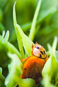 Ladybug in the Grass Stock Photos