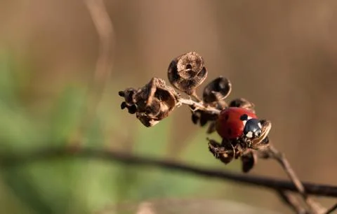 Ladybug on grass Stock Photos