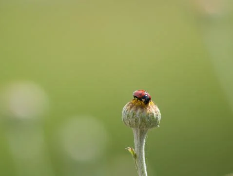 Ladybug on grass Stock Photos