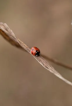 Ladybug on grass Stock Photos