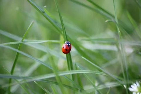 Ladybug on the grass Stock Photos