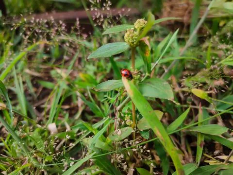 Ladybug on the grass Stock Photos