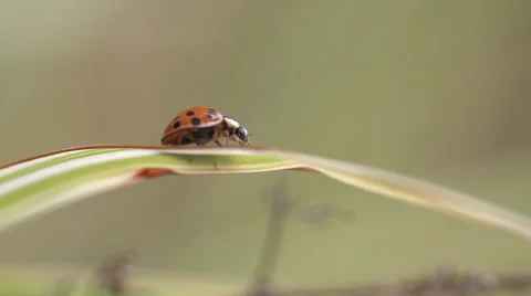 Ladybug on Grass - Slow Motion Macro 動画素材 56570844