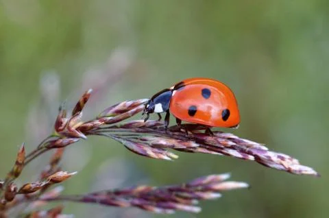 Ladybug on grass spikelet macro Stock Photos