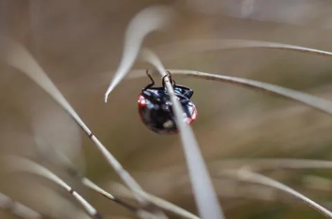 Ladybug on the grass in springtime Stock Photos