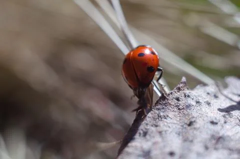 Ladybug on the grass in springtime Stock Photos