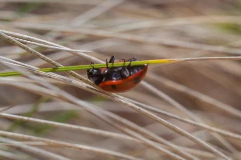 Ladybug on the grass in springtime Stock Photos