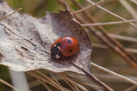Ladybug on the grass in springtime Stock Photos