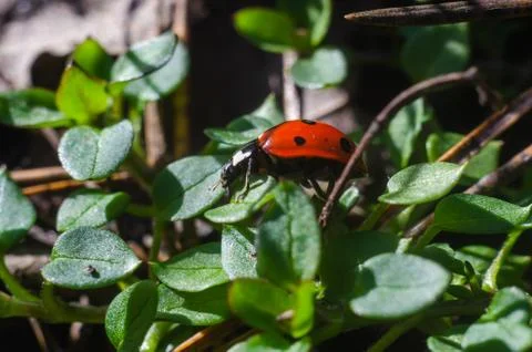 Ladybug on the grass in springtime Stock Photos