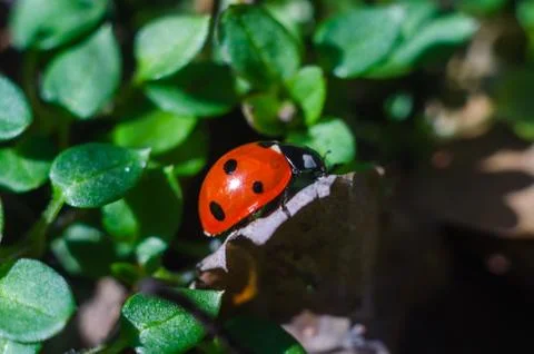 Ladybug on the grass in springtime Foto stock
