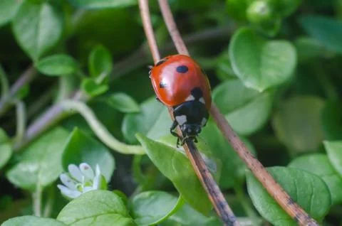 Ladybug on the grass in springtime Stock Photos