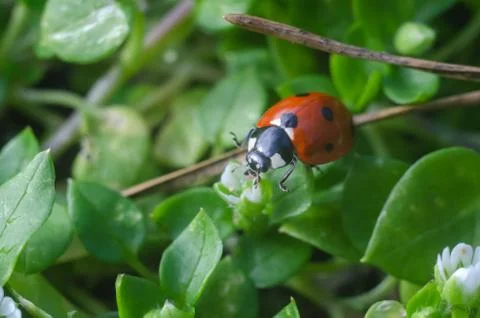 Ladybug on the grass in springtime Stock Photos