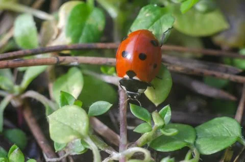 Ladybug on the grass in springtime Stock Photos