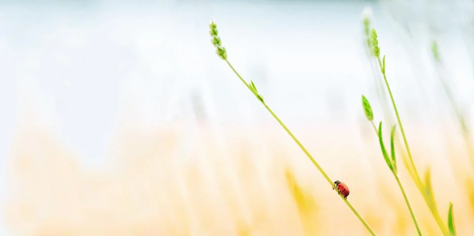 Ladybug on a grass stalk Stock Photos