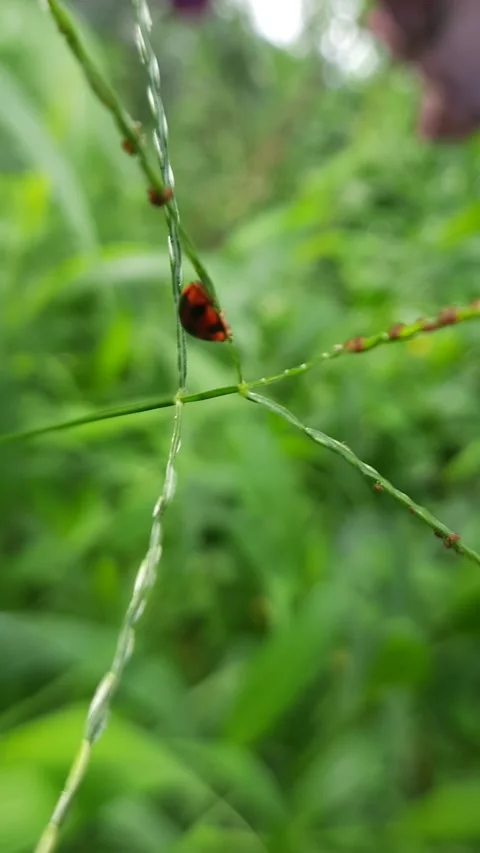 Ladybug on grass stem, crawling insect with red shell and black spots, vert.. Video stock 342627361
