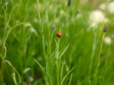 Ladybug on grass stem in spring meadow close-up macro Stock Photos