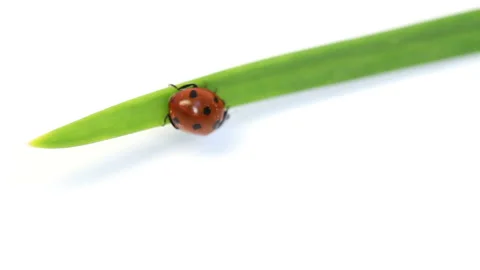 Ladybug on green blade of grass Stock Footage 93824825