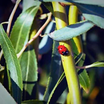Ladybug on a green branch of deciduous tree Stock-Fotos