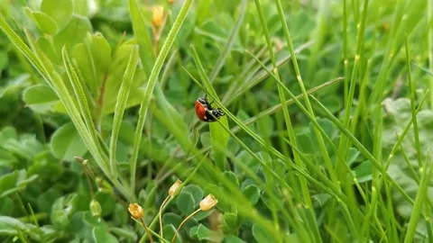 Ladybug on the green clover grass in the bright sunlight Stock Footage 161127047