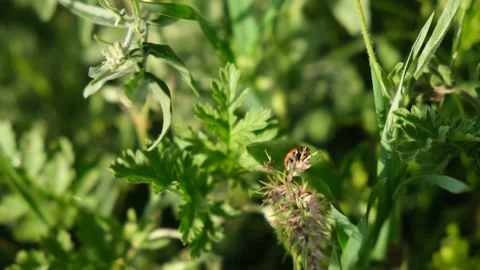 Ladybug on the green clover grass in the bright sunlight Stock-Footage 195201768
