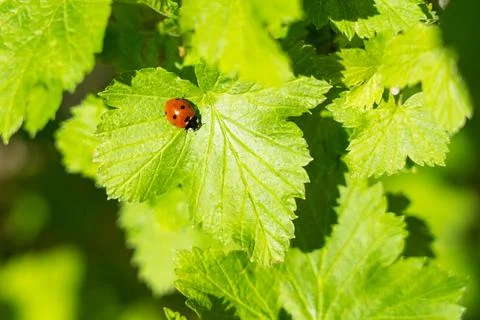 Ladybug on green currant leaf in springtime Foto stock