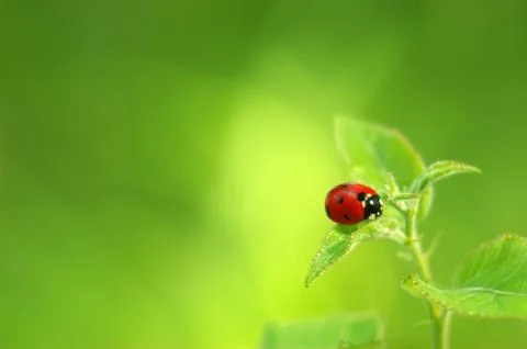 Ladybug on green fresh leaf Stock Photos