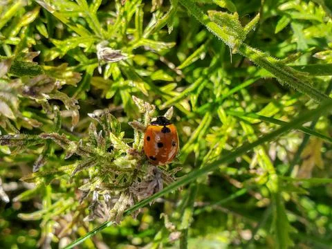 Ladybug on Green Garden Plant - Coccinella septempunctata Foto stock