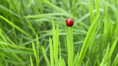 Ladybug on Green Grass Blade Close-Up Video stock 302086906