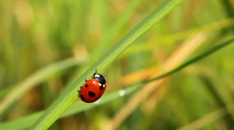 Ladybug on green grass. Close-up Stock Footage