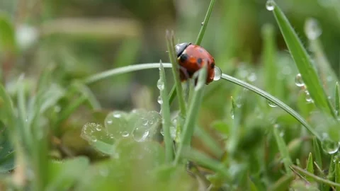 A ladybug on the green grass with dewdrops on it. Stock Footage 154332990