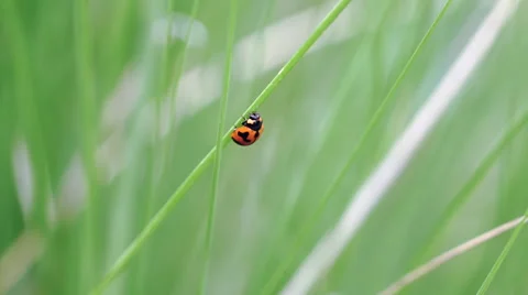 Ladybug on Green Grass Video stock 55301804