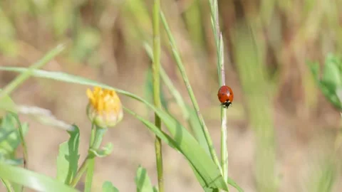 Ladybug on green grass leaf. insects world. Spring in nature slow motion Stock Footage 192994339