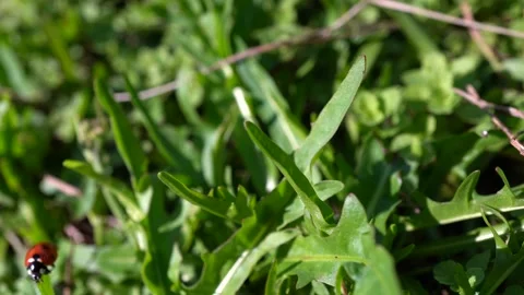 Ladybug on green grass, macro view. Stock Footage 204695593