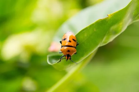 Ladybug on green grass Stockfoto's