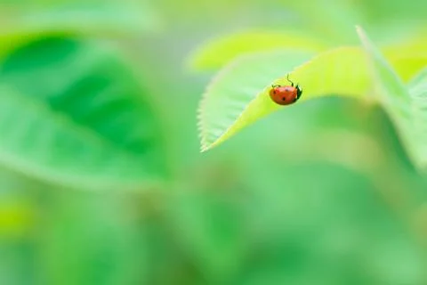 Ladybug on green grass Stock Photos