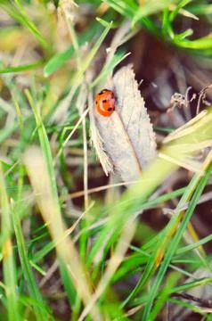Ladybug on the green grass Foto stock