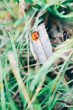 Ladybug on the green grass Stock Photos